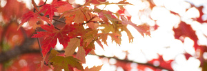 cropped-fall-foliage.png